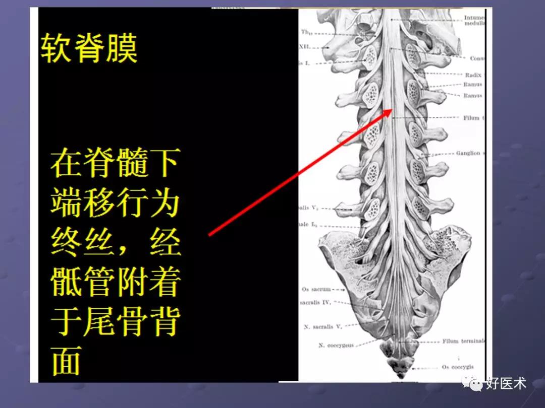 脊柱mri有哪些特点,乳腺疾病的mri诊断及鉴别