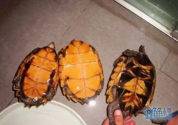 有一种龟为什么叫锯缘龟,锯缘龟八角灵龟