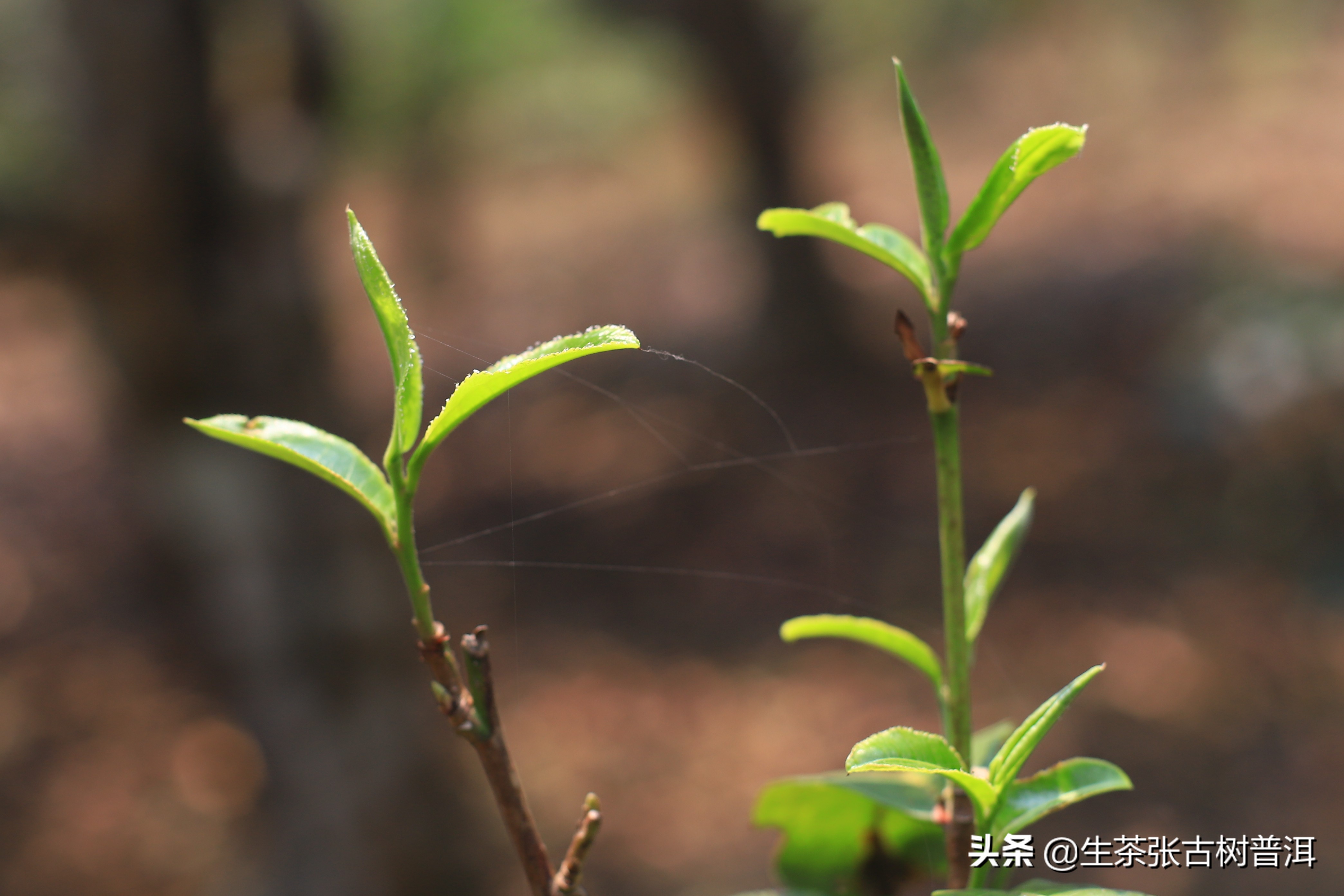 临沧普洱茶产地及茶区山头分类,普洱茶产地分布及特点
