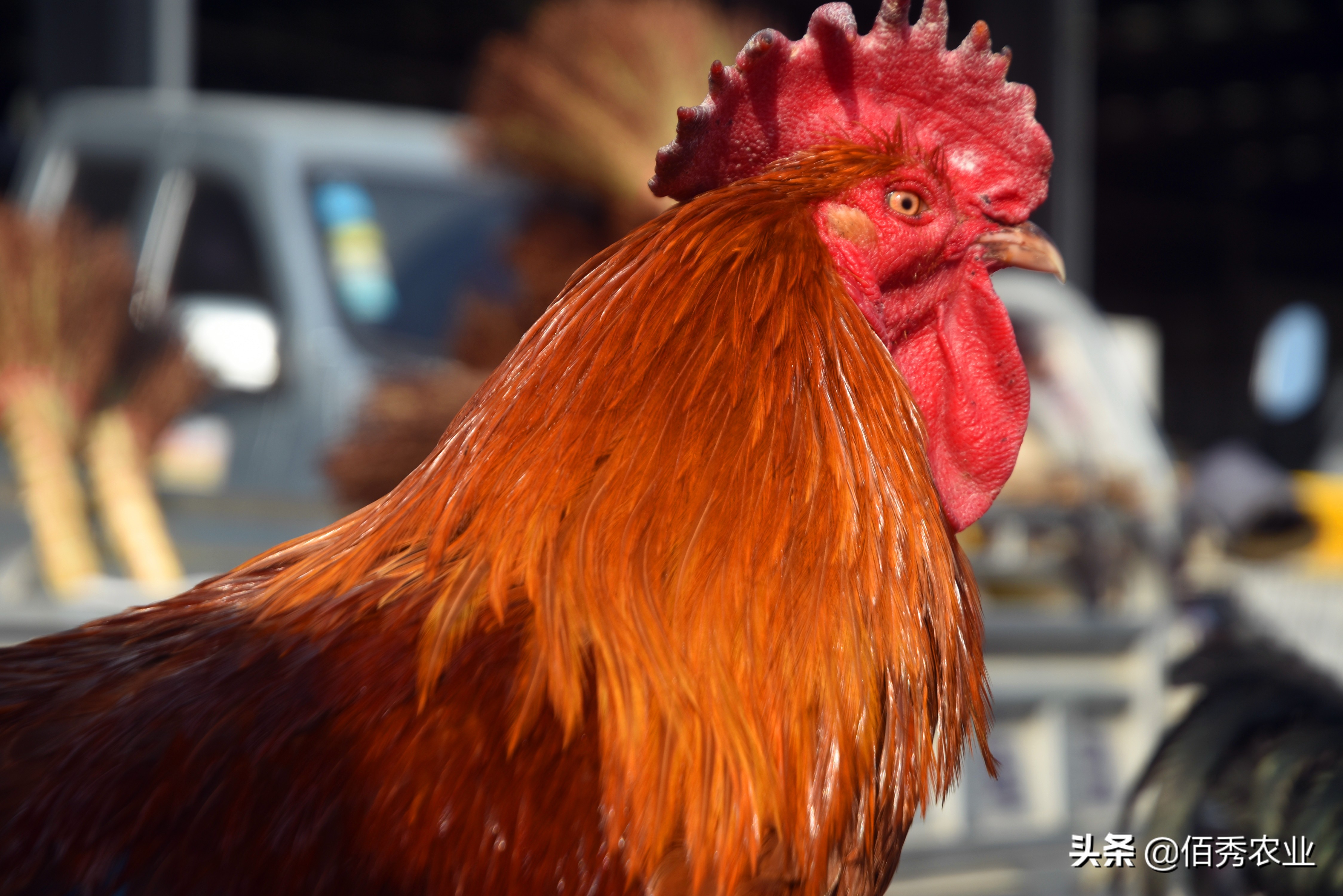 农村散养土鸡100元一只,农村散养土鸡当前价格150元两只