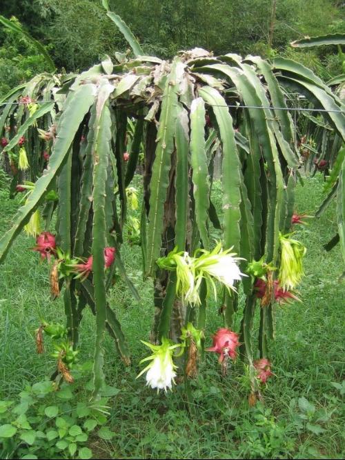 火龙果是什么样的一种植物,火龙果是什么颜色植物