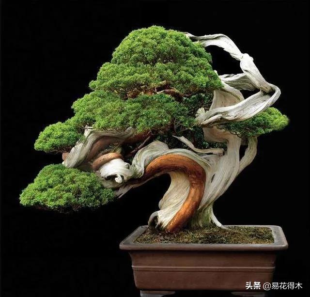 舍利干柏盆景造型,舍利干盆景怎么样