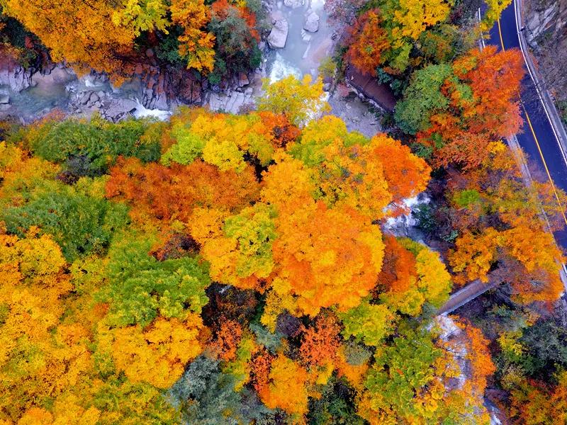 光雾山今天的红叶美景,光雾山红叶观赏全攻略