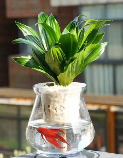 盆栽土里有蚊子怎么消灭最彻底,水培植物驱蚊子最有效的方法