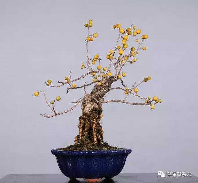 日本微型盆景的风格,日本盆景植物大全