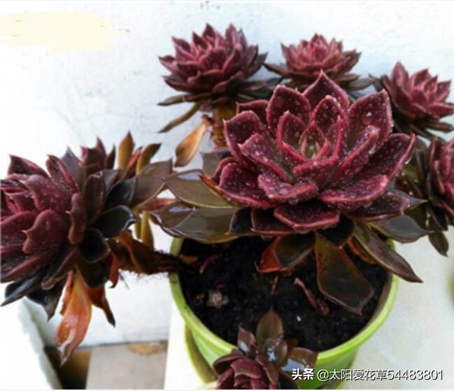 黑王子怎么养护多肉,多肉植物黑王子怎么养护视频讲解