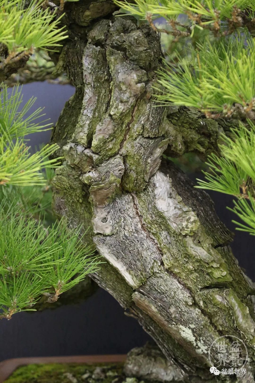 黑松盆景精品图片,黑松盆景精品欣赏