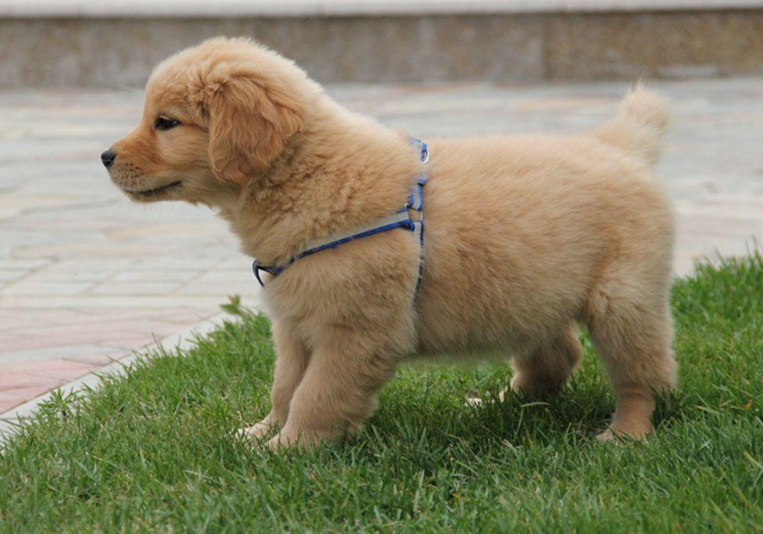 山羊奶真的假的,权威讲解山羊奶和绵羊奶区别