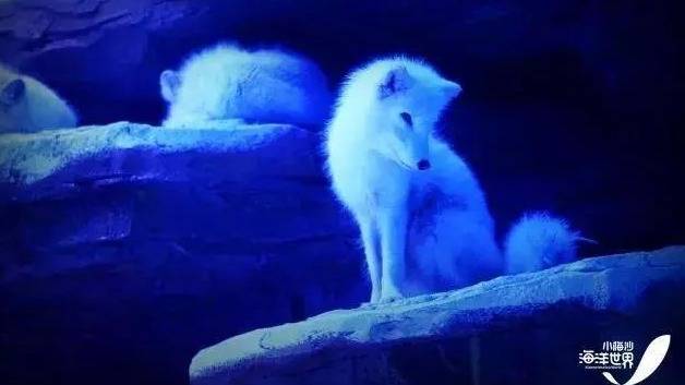 小梅沙海洋公园海底世界开放了吗,小梅沙海洋公园海底世界