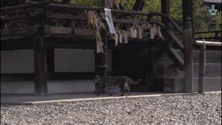 大家都在争抢猫爪杯？吸猫的最高境界，带着摄影机“猫步走天下”