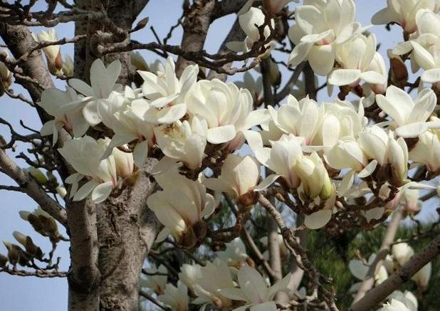 白玉兰黑叶,黑叶白玉兰救活方法