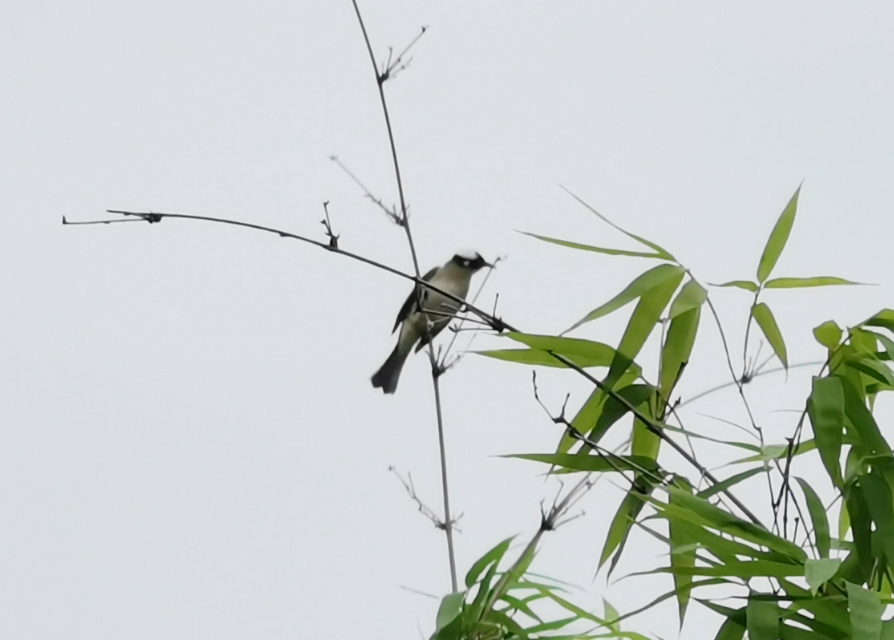 后官湖湿地公园环游,后官湖湿地公园游后感