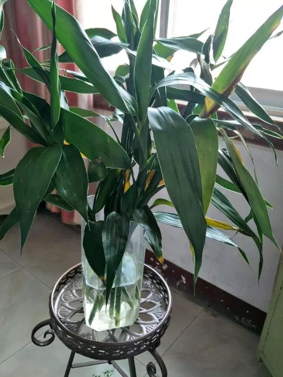 家里养的富贵竹,突然就烂根了,3种正确处理方式,预防烂根