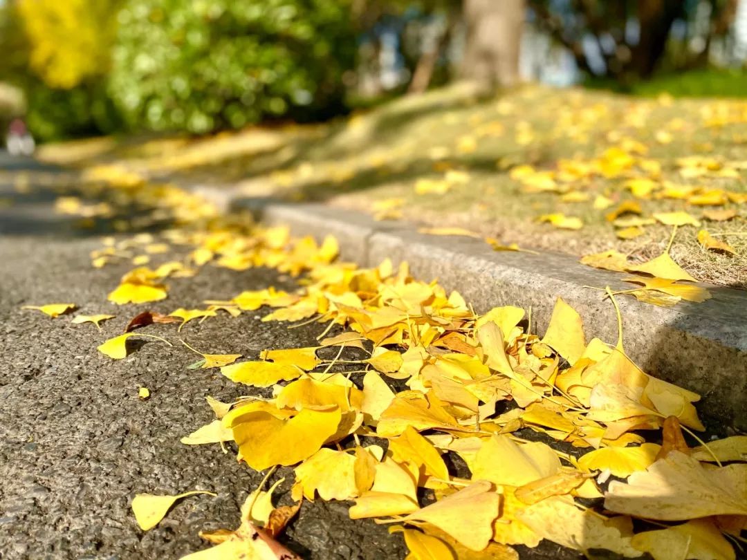 上海银杏叶打卡的地方,上海周边哪里有银杏叶