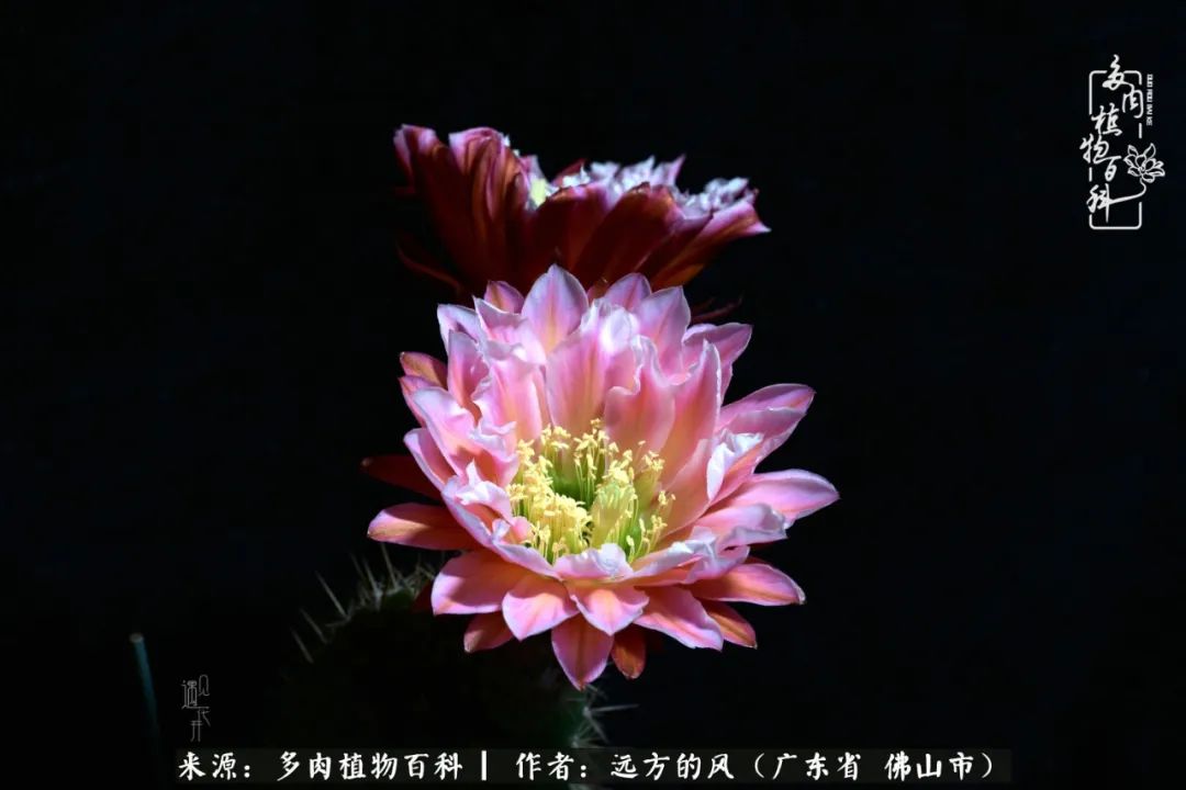 那些花儿在每个角落静静为你开着,那些花儿在每个角落静静地绽放