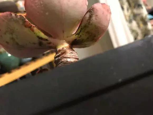 多肉叶子上有黑斑叶子一碰就掉,多肉红梅叶子上有黑点是怎么回事