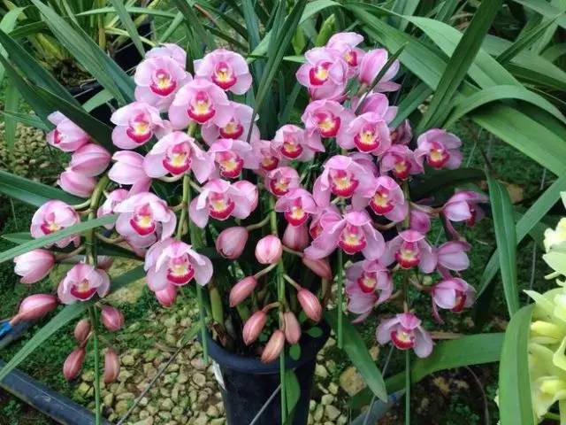 赏花时间表,赏花季节及图片