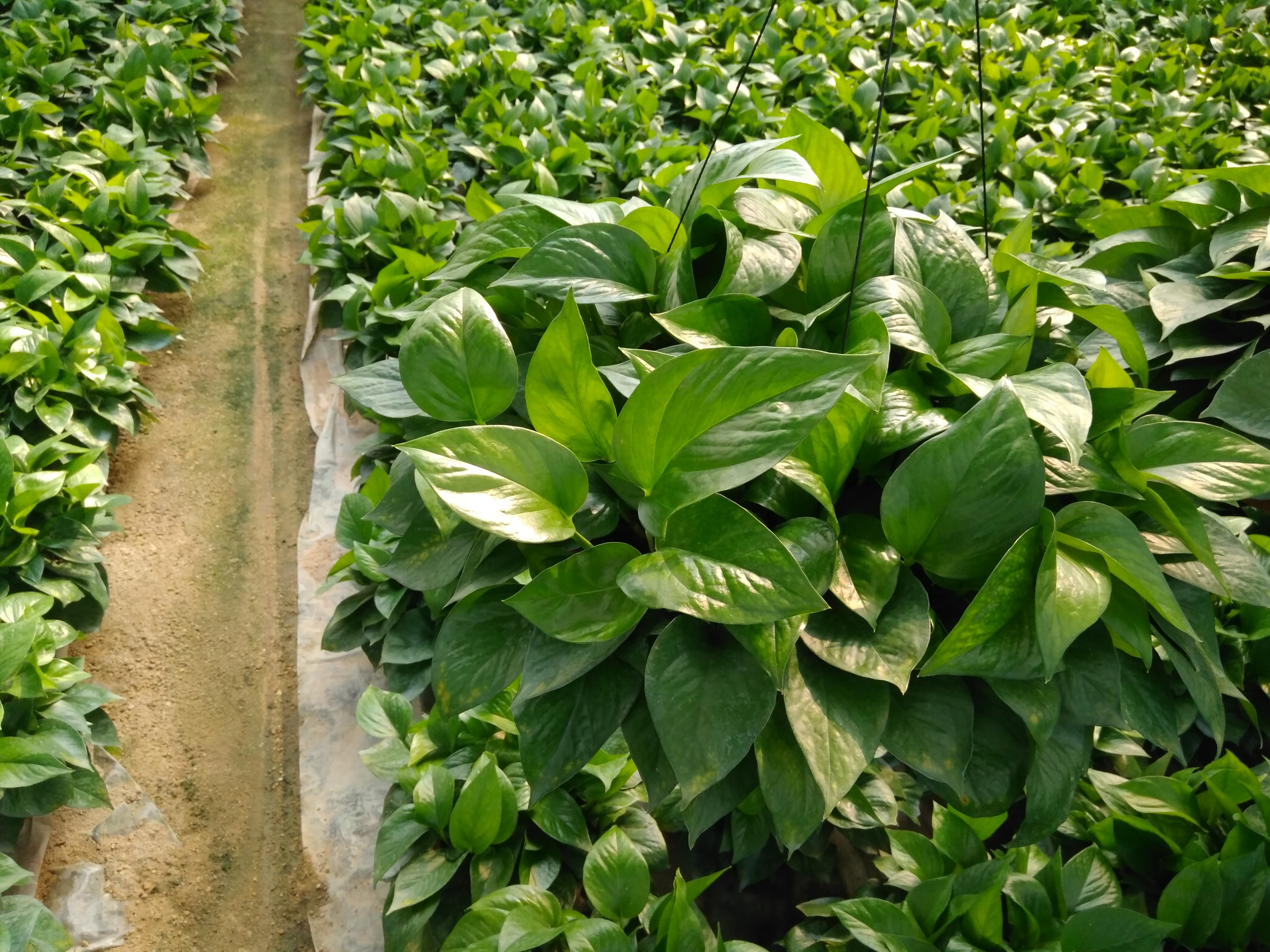 绿萝盆栽叶子发黄快速补救方法,绿萝盆栽的叶子发黄怎么办