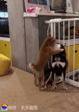 搞笑动图gif高清,搞笑动图gif微信表情包