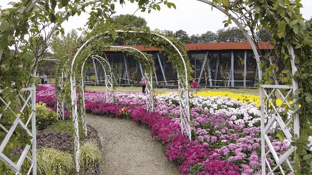 兴化千垛菊花海,广州海心沙菊花海