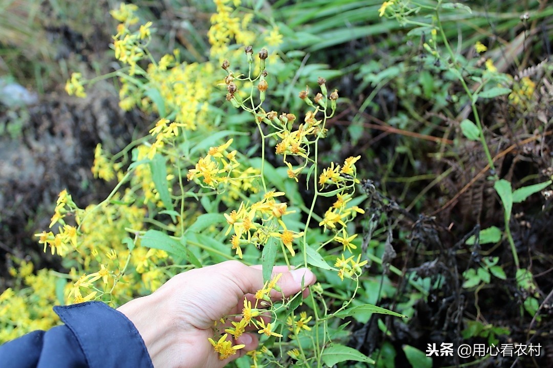 农村遍地的小黄花,农村的小黄花