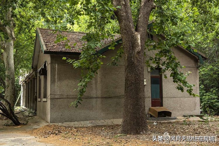 济南秋天的法国梧桐,济南一颗梧桐树