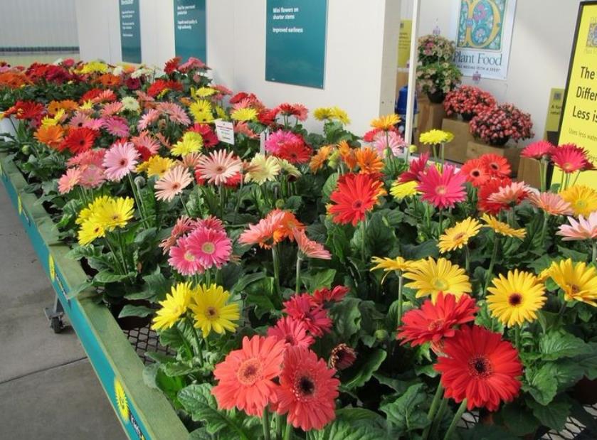 什么花草最好养又吸甲醛,养什么花可以去除甲醛