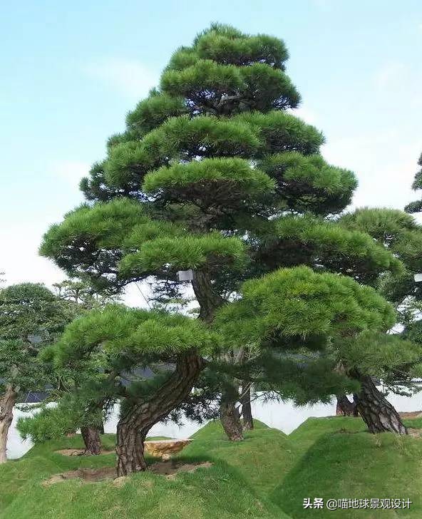 耐旱耐盐碱植物有哪些,耐盐碱的植物有哪些