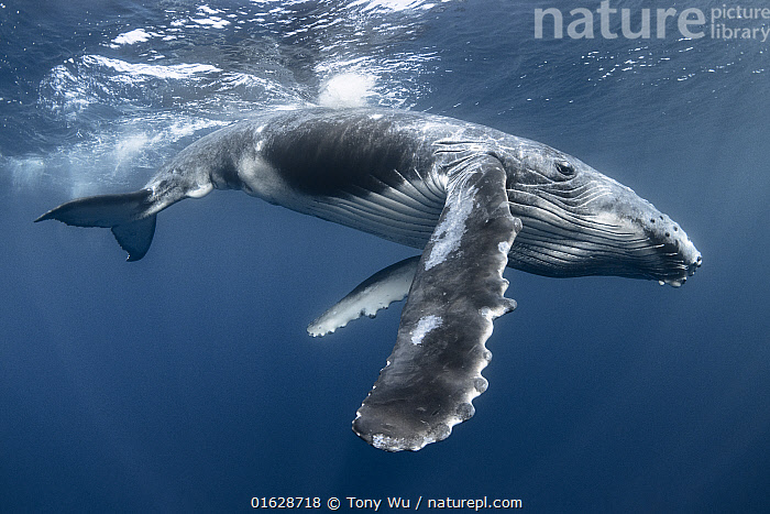 被蓝鲸吞进肚子里会发生什么,座头鲸误吞潜水员