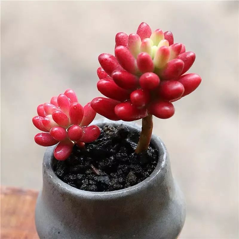 八种好看又好养的多肉，看看你家养了几种？