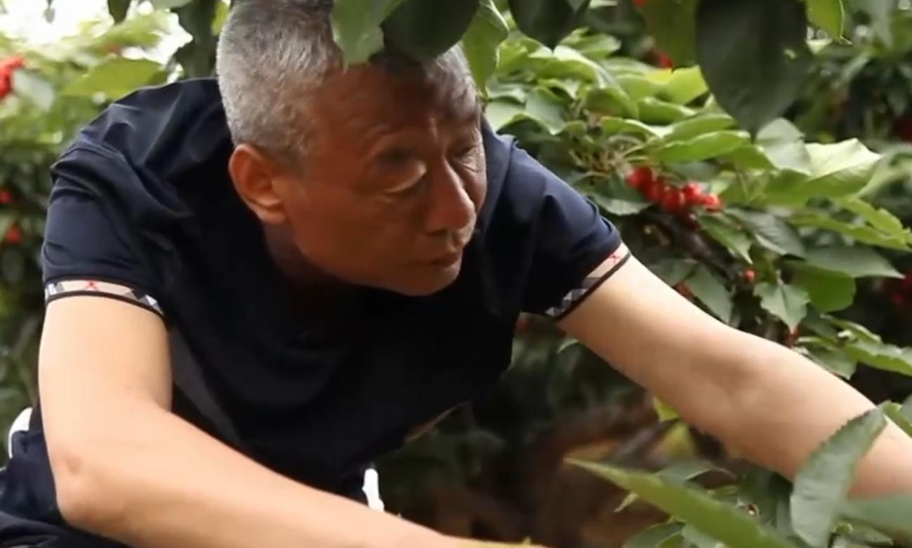 种植樱桃带动群众致富业绩介绍,下岗工人创业2元糖葫芦年赚2千万