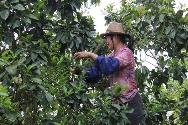 一个柚子一般有多重,柚子结果树怎样管理