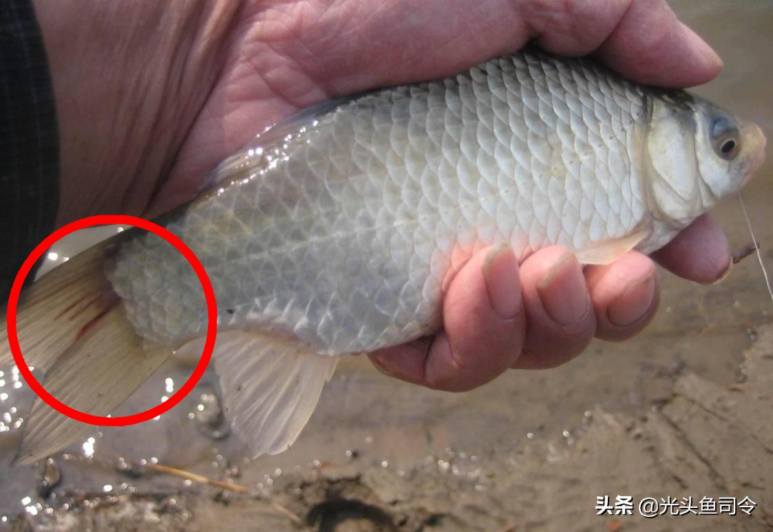 鱼类体内寄生虫图片大全,春季鱼类常见的寄生虫