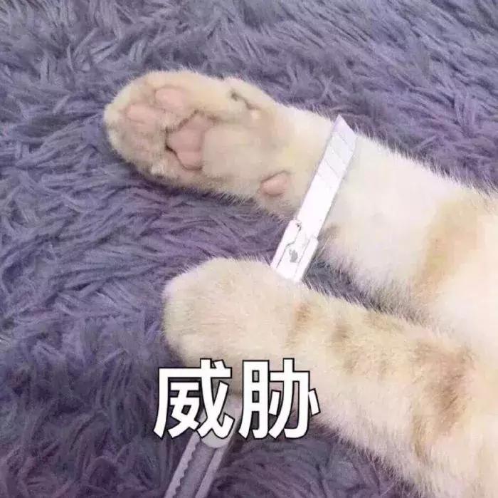 养了九年的猫突然对我有攻击性,养了两年的猫对我特别防备