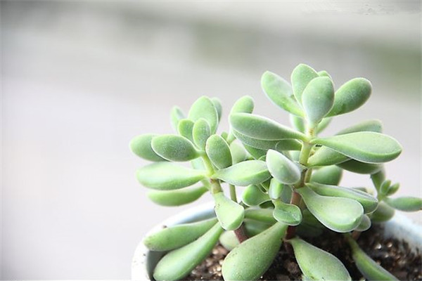 多肉早安图片大全,多肉大全100图