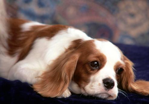 狗软骨病怎么治疗最好,狗得了软骨病有什么症状