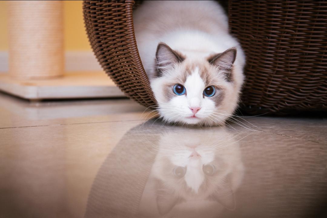 母猫乳头隆起是不是怀孕了,母猫乳头有奶水是怀孕吗