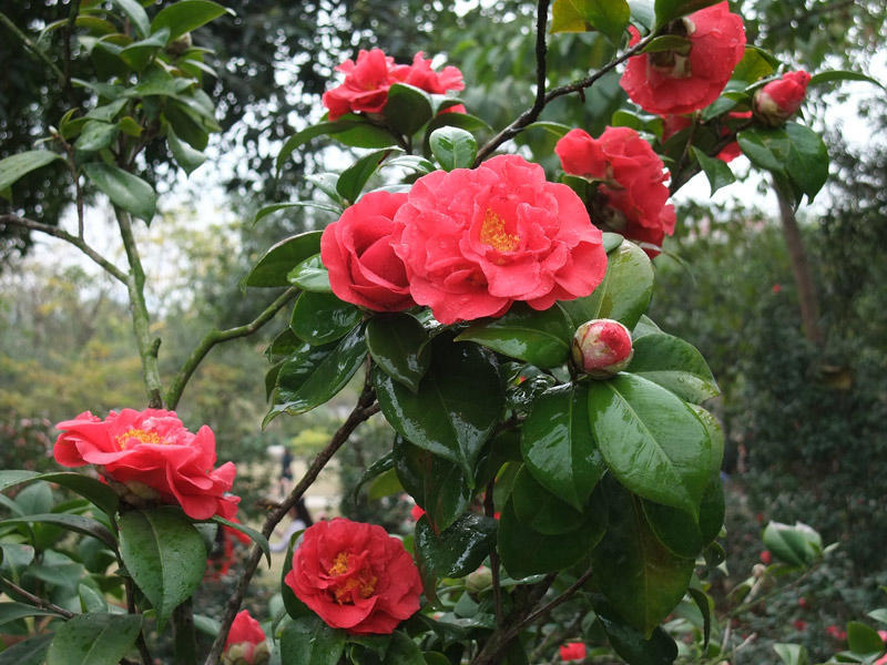山茶花开花时可以晒太阳吗,山茶花在冬天开花时注意的事项