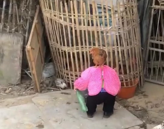 盘点萌娃被鸡欺负,萌娃被鸡“偷袭”蹬哭