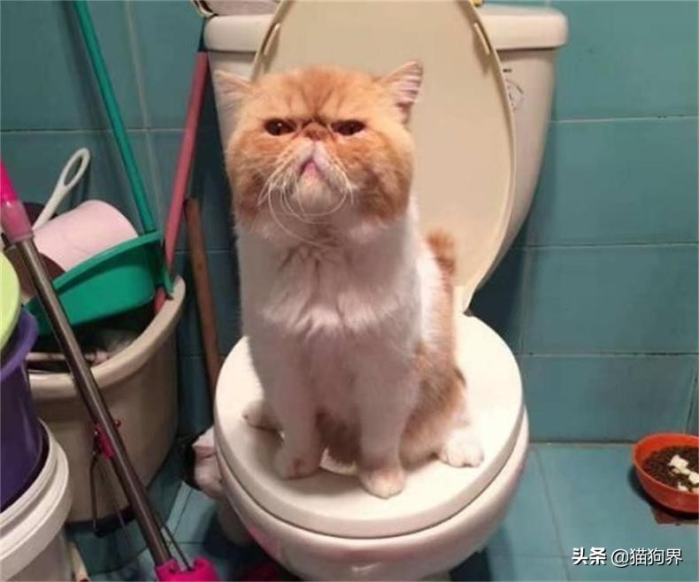 猫咪美毛护理,猫咪美毛攻略