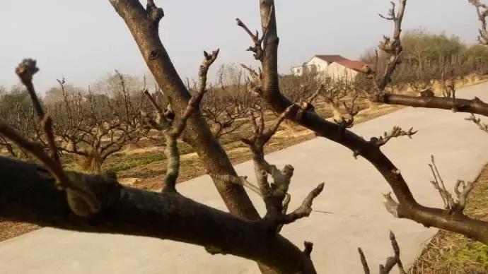 梨树春季如何预防病虫危害,梨树病虫害发生时间与防治方案