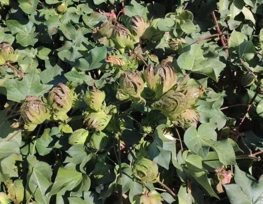 硫酸钾和氯化钾的复合肥区别,硫酸钾和氯化钾有什么区别