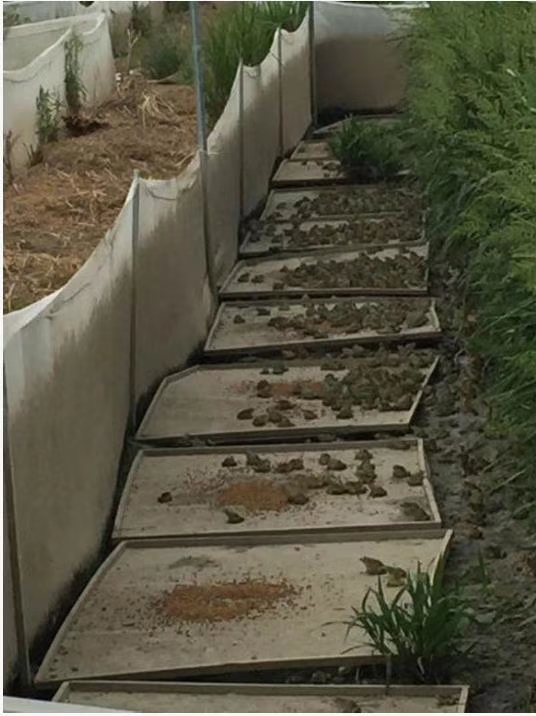 青蛙加盟代理,汇泽青蛙养殖前景