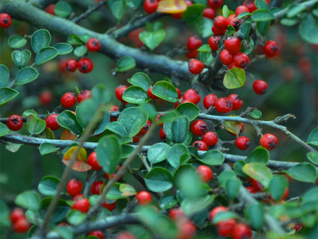 铺地蜈蚣，雪压枝头伴果红，不管盆栽还是盆景，都是冬日有趣风景