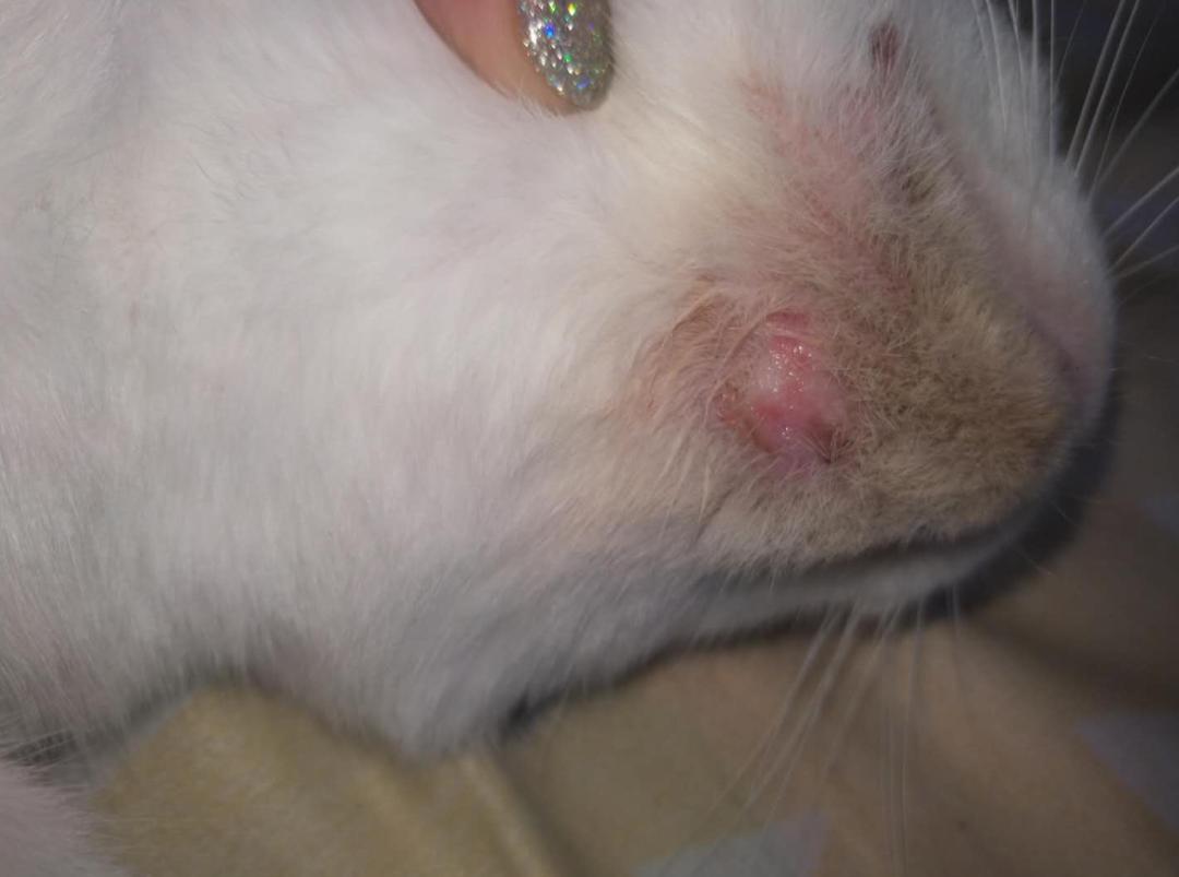 猫咪毛囊炎是怎么治疗,猫咪毛囊炎检查什么项目