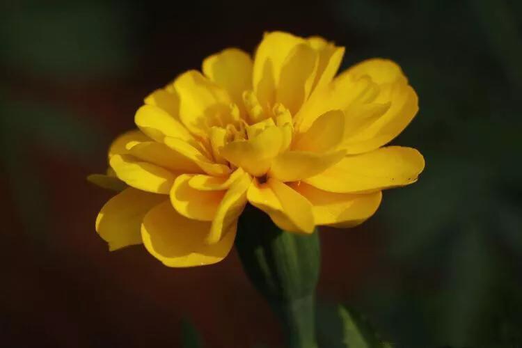 孔雀草叶,孔雀草花色艳丽