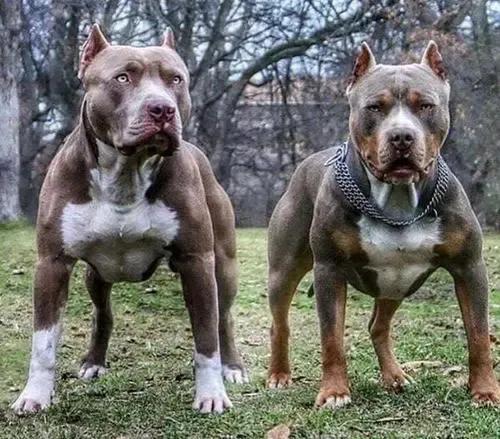 世界各国大型猛犬排名,世界各国猛犬排名