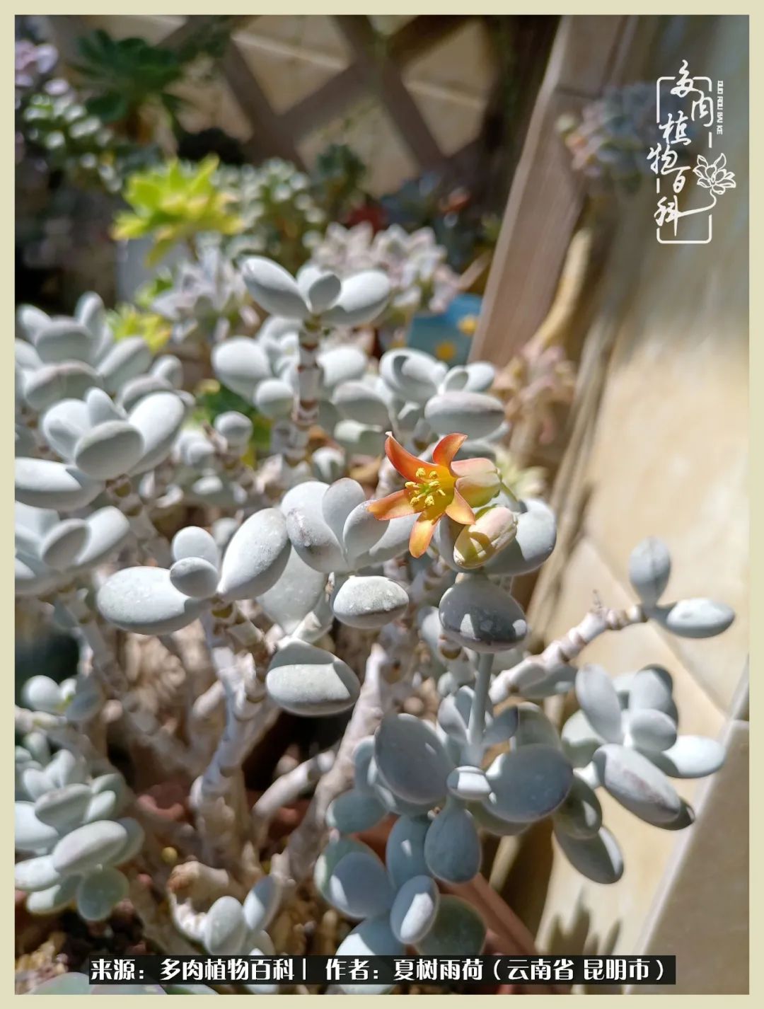 自从养了多肉有了窗台想要个阳台,养多肉10年多