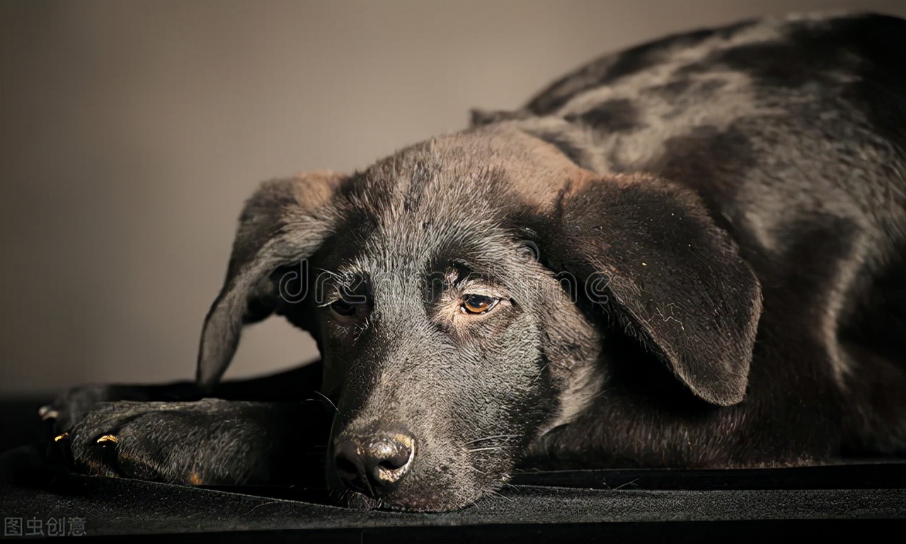 狗狗几天不吃不喝无精打采,狗狗不吃还呕吐怎么治