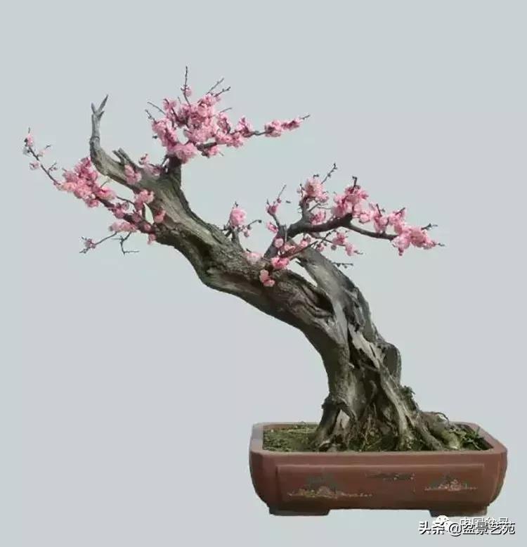 赏梅花十首最好的诗,最经典的梅花十绝